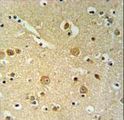 PLEKHH2 Antibody - PKHH2 Antibody IHC of formalin-fixed and paraffin-embedded brain tissue followed by peroxidase-conjugated secondary antibody and DAB staining.