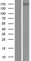 PLEKHH2 Protein - Western validation with an anti-DDK antibody * L: Control HEK293 lysate R: Over-expression lysate