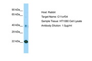 PLET1 / C11orf34 Antibody -  This image was taken for the unconjugated form of this product. Other forms have not been tested.