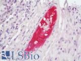 PLG / Plasmin / Plasminogen Antibody - Human Tonsil: Formalin-Fixed, Paraffin-Embedded (FFPE) 