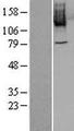 PLK4 / SAK Protein - Western validation with an anti-DDK antibody * L: Control HEK293 lysate R: Over-expression lysate