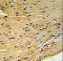 PLN / Phospholamban Antibody - PLB-T17 Antibody IHC of formalin-fixed and paraffin-embedded mouse heart tissue followed by peroxidase-conjugated secondary antibody and DAB staining.