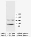PLN / Phospholamban Antibody -  This image was taken for the unconjugated form of this product. Other forms have not been tested.