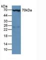 PLS3 / T Plastin Antibody - Western Blot; Sample: Mouse Liver Tissue.