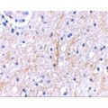 PLXDC2 Antibody - Immunohistochemical staining of human brain tissue using Plxdc2 antibody at 2.5 µg/mL.