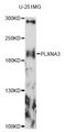 PLXNA3 / Plexin A3 Antibody - Western blot analysis of extracts of U-251MG cells, using PLXNA3 antibody at 1:1000 dilution. The secondary antibody used was an HRP Goat Anti-Rabbit IgG (H+L) at 1:10000 dilution. Lysates were loaded 25ug per lane and 3% nonfat dry milk in TBST was used for blocking. An ECL Kit was used for detection and the exposure time was 90s.
