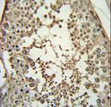 PMCH / MCH Antibody - PMCH Antibody immunohistochemistry of formalin-fixed and paraffin-embedded human testis tissue followed by peroxidase-conjugated secondary antibody and DAB staining.