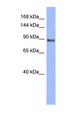 PML Antibody - PML antibody Western blot of ACHN lysate. This image was taken for the unconjugated form of this product. Other forms have not been tested.