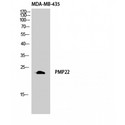 PMP22 Antibody - Western blot of GAS3 antibody