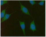 PMVK Antibody - ICC/IF analysis of PMVK in PC3 cells line, stained with DAPI (Blue) for nucleus staining and monoclonal anti-human PMVK antibody (1:100) with goat anti-mouse IgG-Alexa fluor 488 conjugate (Green).