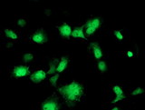 PMVK Antibody - Anti-PMVK mouse monoclonal antibody immunofluorescent staining of COS7 cells transiently transfected by pCMV6-ENTRY PMVK.