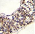 PNLDC1 Antibody - PNLDC1 Antibody immunohistochemistry of formalin-fixed and paraffin-embedded human testis tissue followed by peroxidase-conjugated secondary antibody and DAB staining.