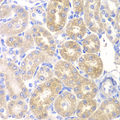PNLIP / PL / Pancreatic Lipase Antibody - Immunohistochemistry of paraffin-embedded rat kidney tissue.