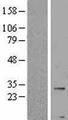 PNPLA4 Protein - Western validation with an anti-DDK antibody * L: Control HEK293 lysate R: Over-expression lysate