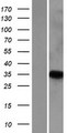 PNRC1 Protein - Western validation with an anti-DDK antibody * L: Control HEK293 lysate R: Over-expression lysate