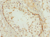 POC1B / WDR51B Antibody - Immunohistochemistry of paraffin-embedded human testis tissue at dilution 1:100