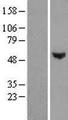 POC1B / WDR51B Protein - Western validation with an anti-DDK antibody * L: Control HEK293 lysate R: Over-expression lysate