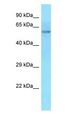 POC5 Antibody - POC5 antibody Western Blot of HeLa.  This image was taken for the unconjugated form of this product. Other forms have not been tested.