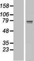 POGK Protein - Western validation with an anti-DDK antibody * L: Control HEK293 lysate R: Over-expression lysate
