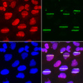 POLD1 Antibody - Immunofluorescence analysis of U2OS cells.