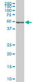 POLE2 Antibody - POLE2 monoclonal antibody (M01), clone 1A3. Western Blot analysis of POLE2 expression in Raw 264.7.
