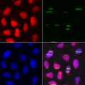 POLE3 / DNA Polymerase Epsilon Antibody - Immunofluorescence analysis of U2OS cells.