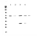 POLL / DNA Polymerase Lambda Antibody - Western blot - Anti-DNA Polymerase lambda Picoband antibody