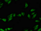POLL / DNA Polymerase Lambda Antibody - Immunofluorescent analysis of Hela cells diluted at 1:100 and Alexa Fluor 488-congugated AffiniPure Goat Anti-Rabbit IgG(H+L)