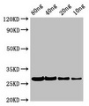 Pollen allergen Phl p 2 Antibody - Western Blot Positive WB detected in Recombinant protein All lanes: PHLPII antibody at 2.8µg/ml Secondary Goat polyclonal to rabbit IgG at 1/50000 dilution Predicted band size: 27 kDa Observed band size: 27 kDa
