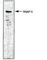 POLR2A / RNA polymerase II Antibody -  This image was taken for the unconjugated form of this product. Other forms have not been tested.
