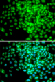 POLR2F Antibody - Immunofluorescence analysis of HeLa cells.