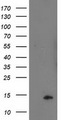 POLR2J2 Antibody - HEK293T cells were transfected with the pCMV6-ENTRY control (Left lane) or pCMV6-ENTRY POLR2J2 (Right lane) cDNA for 48 hrs and lysed. Equivalent amounts of cell lysates (5 ug per lane) were separated by SDS-PAGE and immunoblotted with anti-POLR2J2.