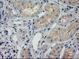 POLR2J2 Antibody - IHC of paraffin-embedded Human Kidney tissue using anti-POLR2J2 mouse monoclonal antibody. (Heat-induced epitope retrieval by 10mM citric buffer, pH6.0, 100C for 10min).