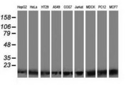 POLR2J2 Antibody - Western blot of extracts (35 ug) from 9 different cell lines by using anti-POLR2J2 monoclonal antibody.