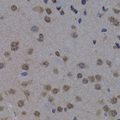 POLR2L Antibody - Immunohistochemistry of paraffin-embedded mouse brain tissue.