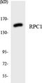 POLR3A Antibody - Western blot analysis of the lysates from 293 cells using RPC1 antibody.