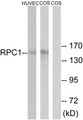 POLR3A Antibody - Western blot analysis of lysates from COS and HUVEC cells, using RPC1 Antibody. The lane on the right is blocked with the synthesized peptide.