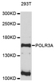 POLR3A Antibody - Western blot analysis of extracts of 293T cells, using POLR3A antibody at 1:1000 dilution. The secondary antibody used was an HRP Goat Anti-Rabbit IgG (H+L) at 1:10000 dilution. Lysates were loaded 25ug per lane and 3% nonfat dry milk in TBST was used for blocking. An ECL Kit was used for detection and the exposure time was 90s.