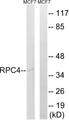 POLR3D Antibody - Western blot analysis of lysates from MCF-7 cells, using RPC4 Antibody. The lane on the right is blocked with the synthesized peptide.
