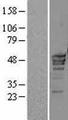 POLR3D Protein - Western validation with an anti-DDK antibody * L: Control HEK293 lysate R: Over-expression lysate