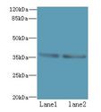 POLR3F Antibody - Western blot. All lanes: POLR3F antibody at 8 ug/ml. Lane 1: HeLa whole cell lysate. Lane 2: HepG-2 whole cell lysate. Secondary antibody: Goat polyclonal to Rabbit IgG at 1:10000 dilution. Predicted band size: 36 kDa. Observed band size: 36 kDa.