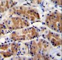 POLR3GL Antibody - POLR3GL Antibody immunohistochemistry of formalin-fixed and paraffin-embedded human stomach tissue followed by peroxidase-conjugated secondary antibody and DAB staining.