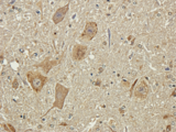 Polysialic Acid Antibody - IHC on guinea pig brain.