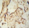 PON2 Antibody - PON2 antibody immunohistochemistry of formalin-fixed and paraffin-embedded human placenta tissue followed by peroxidase-conjugated secondary antibody and DAB staining.