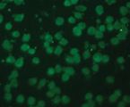 PORCN Antibody - Immunofluorescent staining of HeLa cells with PORCN antibody (10 ug/ml)