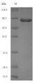 Peptidylarginine Deiminase Protein - (Tris-Glycine gel) Discontinuous SDS-PAGE (reduced) with 5% enrichment gel and 15% separation gel.