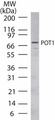 POT1 Antibody - Western blot of POT1 in HL60 cell lysate using antibody at 2 ug/ml.