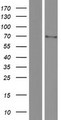 POTED / POTE Protein - Western validation with an anti-DDK antibody * L: Control HEK293 lysate R: Over-expression lysate