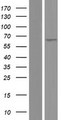POTEG Protein - Western validation with an anti-DDK antibody * L: Control HEK293 lysate R: Over-expression lysate