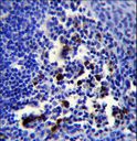 POU2AF1 / BOB1 Antibody - POU2AF1 Antibody immunohistochemistry of formalin-fixed and paraffin-embedded human tonsil tissue followed by peroxidase-conjugated secondary antibody and DAB staining.